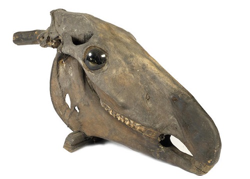 Bonhams photograph of the horse's skull from Hooton Pagnell