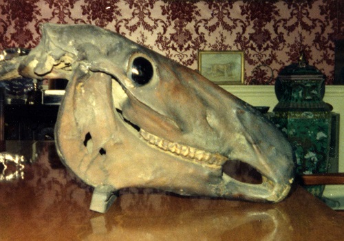 Photograph of the horse's skull from Hooton Pagnell, taken by Ruairidh Greig